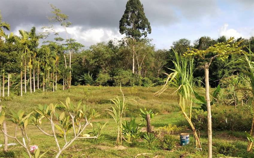 Thalang – 6 Rai Development Land near Tonsai Waterfall – just THB 3.9m per Rai